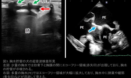 孕妇吃包包菜好不好-孕妇吃包谷有什么功效网 | 孕妇吃包谷有什么好处,孕妇控糖吃包谷饭会升糖吗